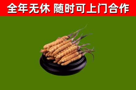 扶风县烟酒回收冬虫夏草.jpg