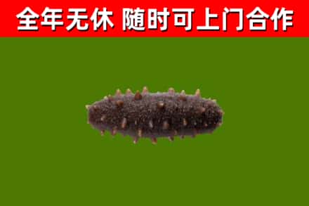 扶风县烟酒回收干海参.jpg